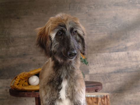 Pets: Afghan Hound