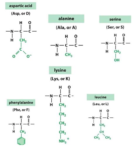 Calculate pi of amino acid with r group - lokinp