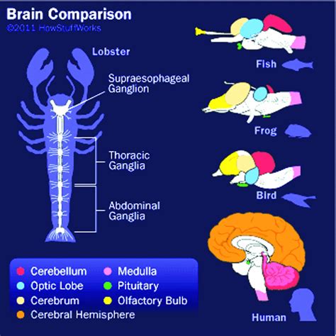 There's a strange difference between human brains and those of other ...