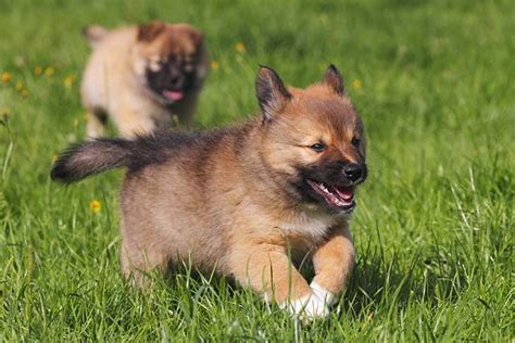 Icelandic Sheepdog Puppies For Sale - AKC PuppyFinder