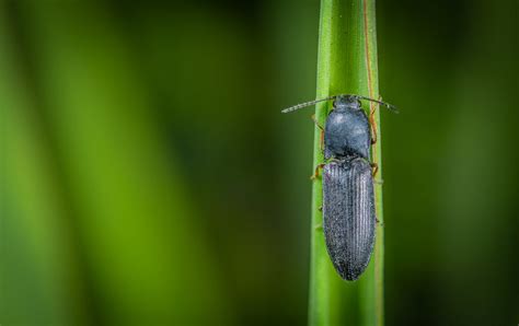 Macro Photo of Black Common Ground Beetle · Free Stock Photo