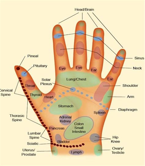 Reflexology Hand Chart http://www.yogaclub.us/ | Hand reflexology, Reflexology techniques ...