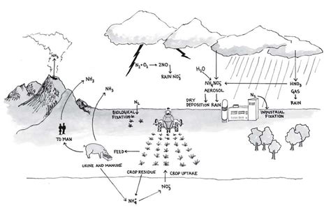 Nitrate Cycle - Global Lab