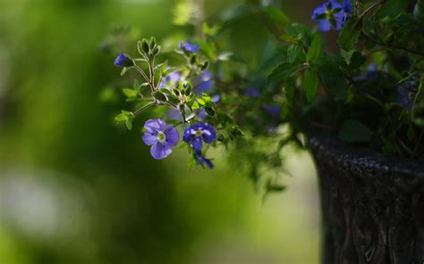 flower, Macro, Green Wallpapers HD / Desktop and Mobile Backgrounds