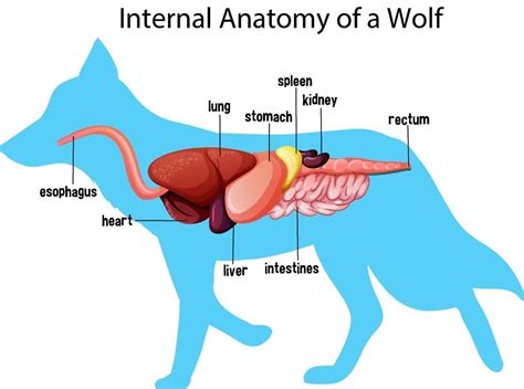 Internal Anatomy of a Wolf 2288191 Vector Art at Vecteezy