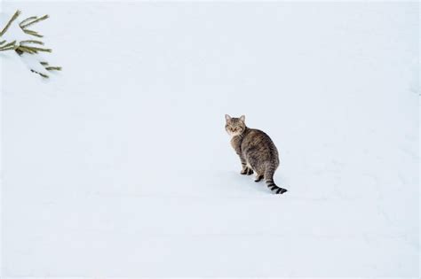 Premium Photo | Multicolored cat sits on the snow abandoned cats in winter