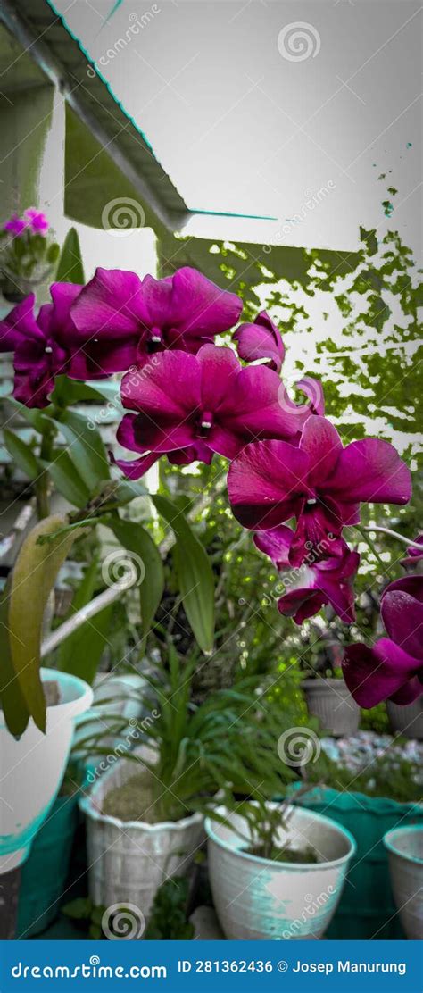 Dendrobium Orchid Flowers with a Bright Maroon Color Stock Photo ...