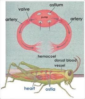 Top 122+ Animals having open circulatory system - Merkantilaklubben.org