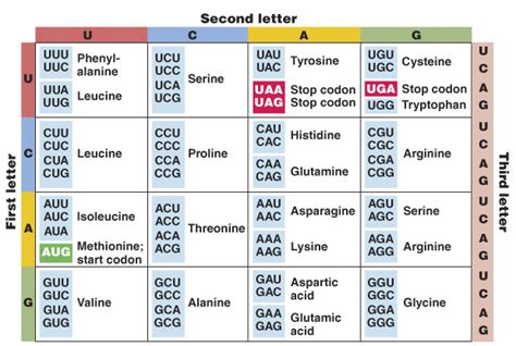 Genetic code notes | Definition, chart and properties / READBIOLOGY.COM