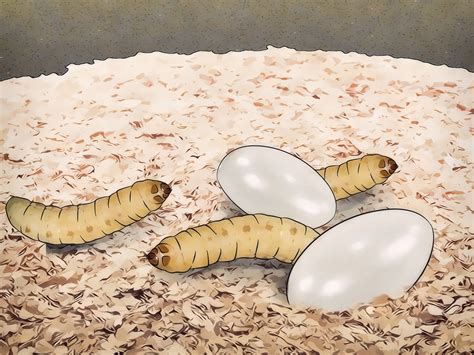 How to Breed Waxworms (with Pictures) - wikiHow