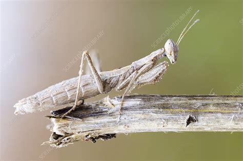 Camouflaged praying mantis - Stock Image - F024/7262 - Science Photo ...