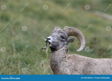 Bighorn Sheep Glacier National Park Montana USA Stock Image - Image of ...