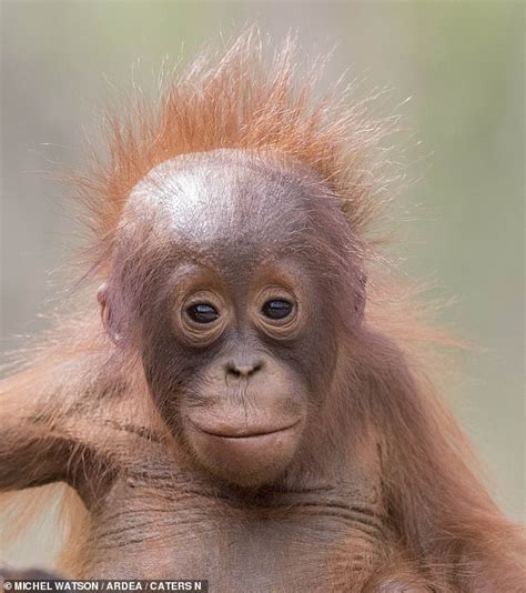 Sweet images show baby orangutan clinging to its mother in a Borneo national park | Daily Mail ...