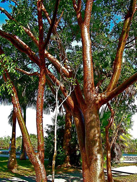 Gumbo Limbo Trees In Everglades Np-fl Photograph