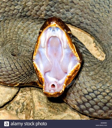 Can a Snake Really Unhinge its Jaw?? – Discovering The Word