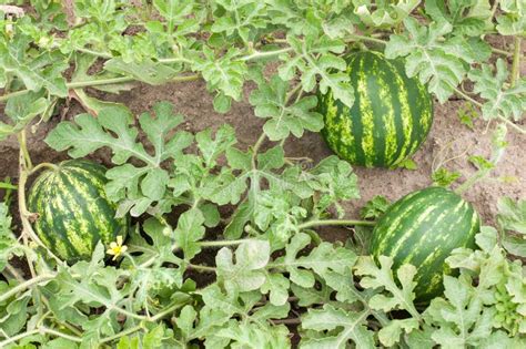 Fruit farm,watermelon . stock photo. Image of nature - 13678380