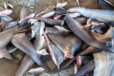 Insight into the Shark Finning Industry — Atlantic Marine Conservation Society