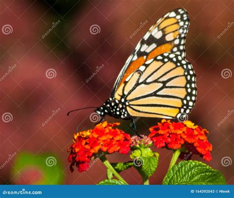 Monarch Butterfly on a Red Flower Stock Image - Image of plants, butterfly: 164392043