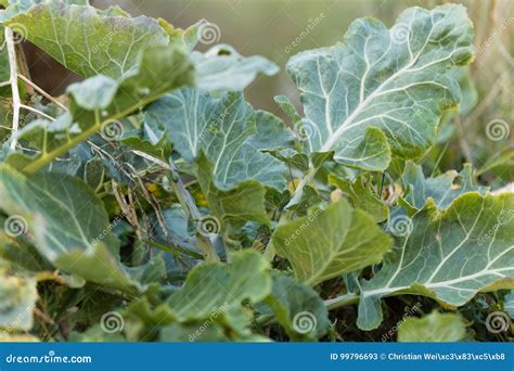 Wild Cabbage Brassica Oleracea Stock Image - Image of nature, outdoor ...