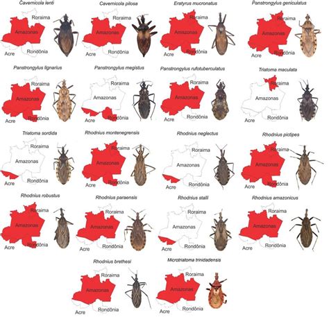 Espécies de triatomíneos com ocorrência na Amazônia Ocidental... | Download Scientific Diagram