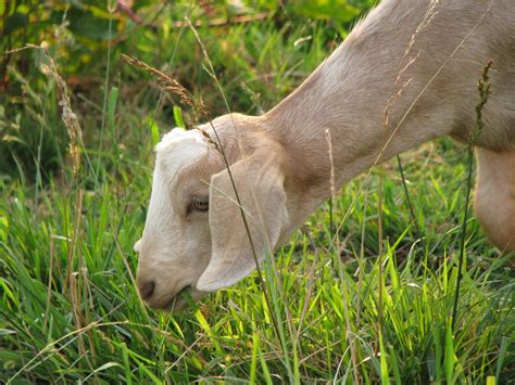 Grazing Goat Free Photo Download | FreeImages