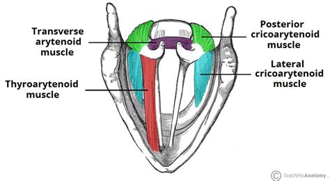 The Pharyngeal Arches - Clefts - Pouches - Embryology - TeachMeAnatomy