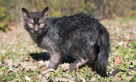 10 Things You Didn't Know About Lykoi Cats