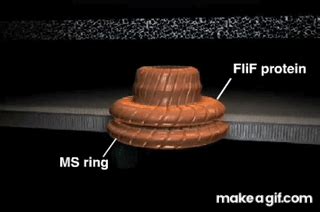 bacterial flagellum on Make a GIF