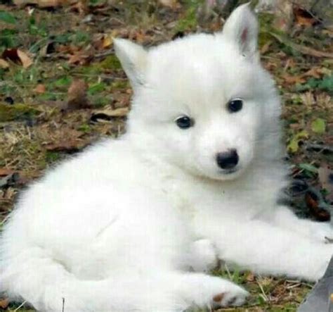 Beautiful white wolf pup Wolf Puppy, Husky Puppy, Cute Baby Animals, Animals And Pets, Funny ...