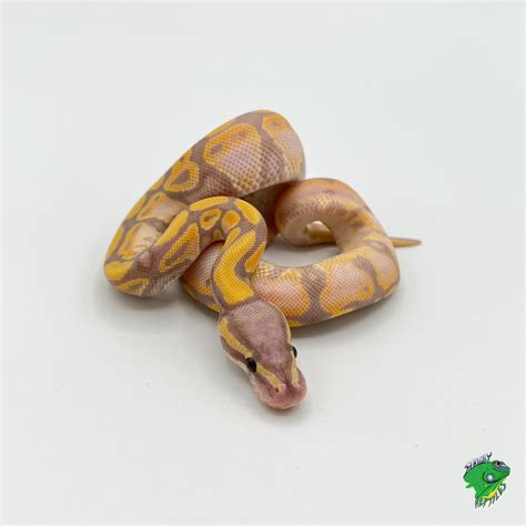 Pastel Ivory Ball Python – baby – Strictly Reptiles Inc.