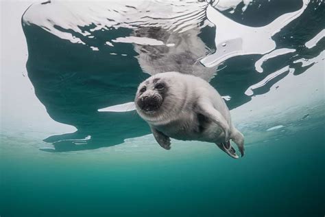 These photos of adorable Baikal seals above and beneath the water will cleanse the depressing ...