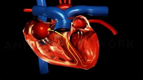 Ciclo cardíaco animación 3D Tha corazón Humano la circulación de la ...