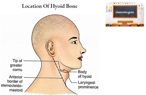 Hyoid Bone Osteology Notes - Class Notes