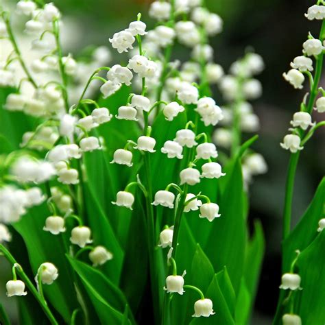 Buy lily-of-the-valley Convallaria majalis: £1.6 Delivery by Crocus