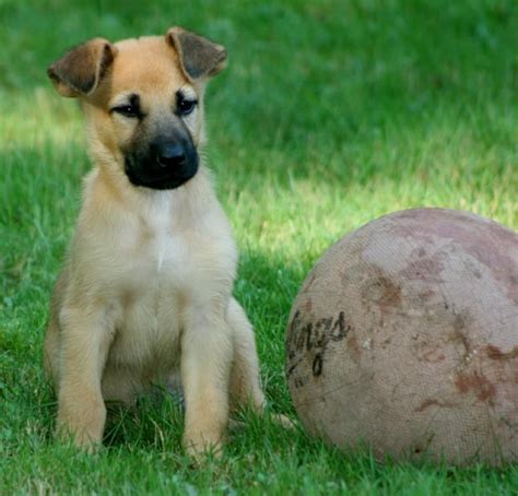 #Chinook #Puppy #Dog | Puppies, Dog sledding, Dogs