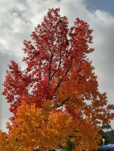 We Do Indeed Have Fall Colors - Gardening In LA