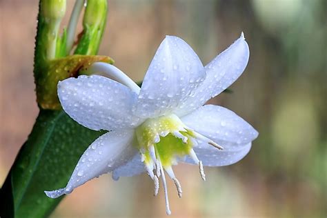 Native Plant Species Of Peru - WorldAtlas