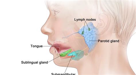 What is the role of Saliva in the Digestion of Food? - CBSE Class Notes ...