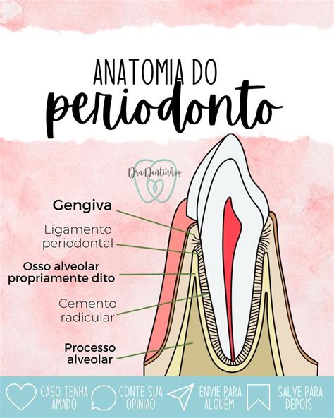 Dra. Dentinhos ♡ on Instagram: “🦷 ANATOMIA DO PERIODONTO ♥️ ⠀ 📒 ...