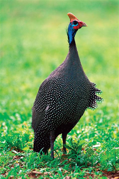 Guinea fowl | Ground-dwelling, Foraging, Pest Control | Britannica