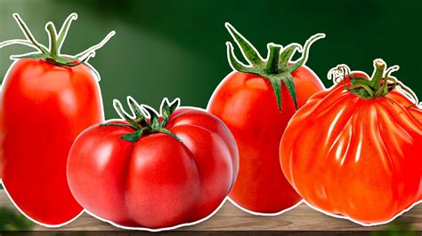 11 Italian Tomato Varieties To Get To Know