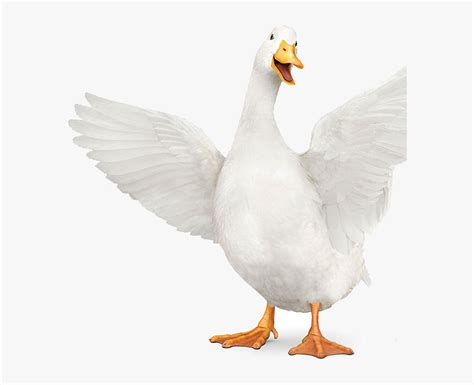 Aflac Duck Transparent, HD Png Download - kindpng