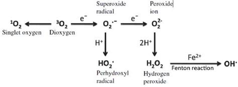 Figure 1 from Reactive oxygen species: Generation, Oxidative Damage ...