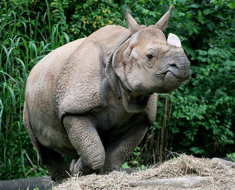 Indian rhinoceros - Alchetron, The Free Social Encyclopedia