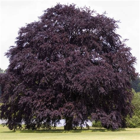 Fagus sylvatica purpurea - Copper Beech - Thorpe Trees