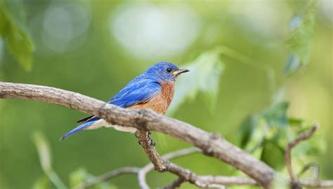 Bluebird Symbolism and Spiritual Meaning - FULL Guide