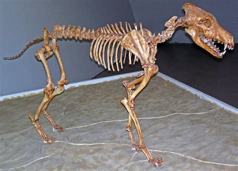 TIL Dire wolves' extinction has been related to their inability to ...