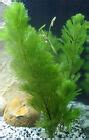 Green Cabomba Live Fish Tank Plants Aquarium Plants BUY 2 Get 1 FREE | eBay