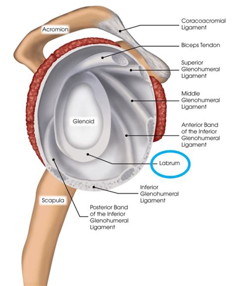 Shoulder Anatomy Labrum - Anatomical Charts & Posters