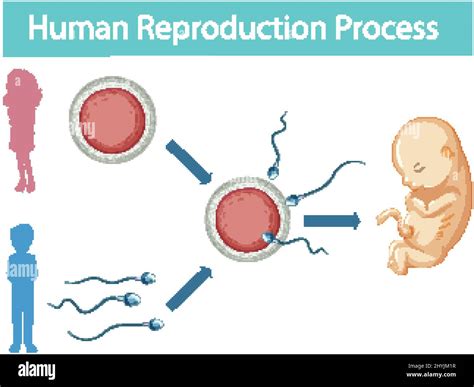 Human Reproduction process infographic illustration Stock Vector Image ...